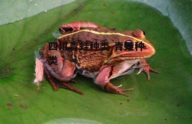 四川青蛙种类 青蛙种类